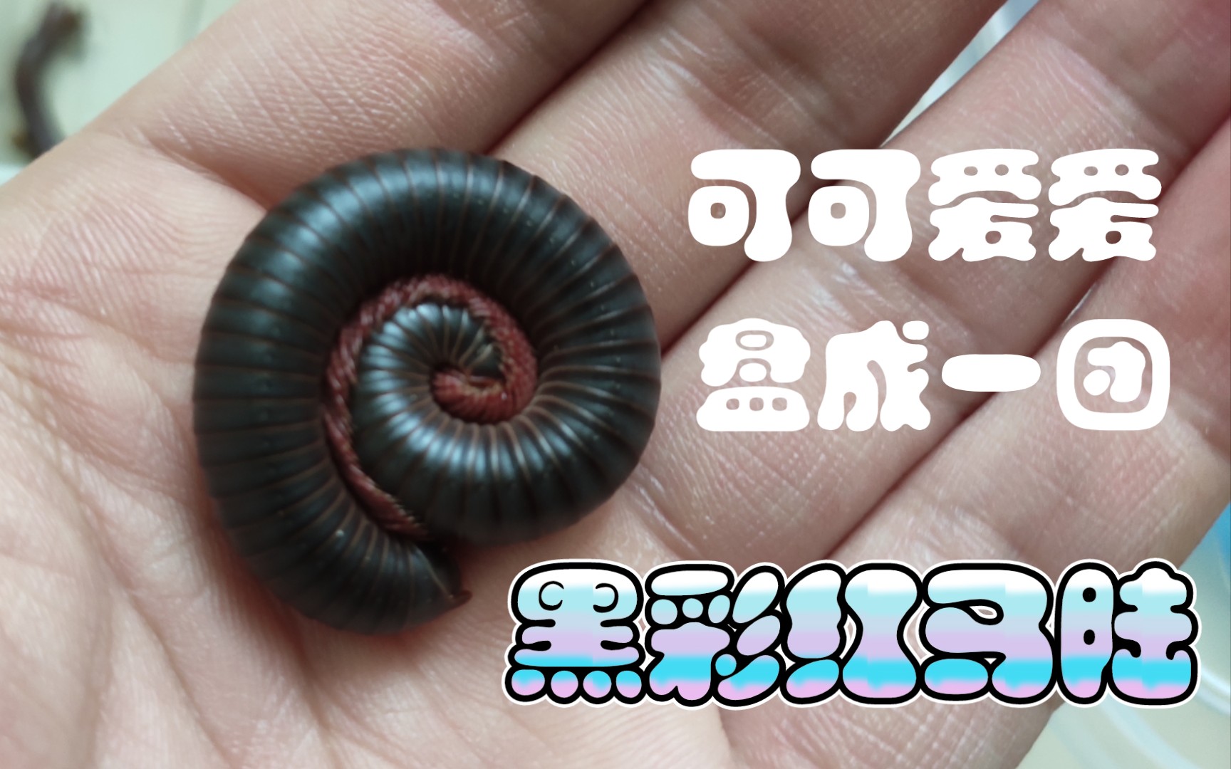 我超多腿!"-可可爱爱的黑彩虹马陆!_哔哩哔哩_bilibili