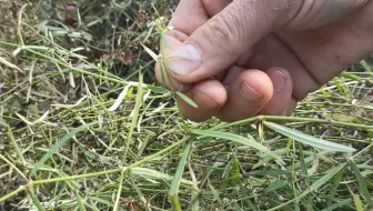 白花蛇舌草和水线草一模一样哦 农村很常见 别拔错了 哔哩哔哩 Bilibili