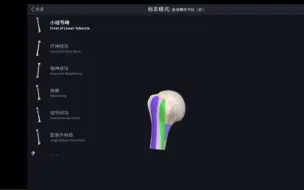 Tải video: 【Complete Anatomy】系统解剖之肱骨、尺骨、胫骨