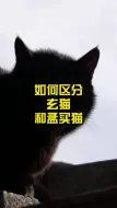 下载视频: 如何区分玄猫和孟买猫？