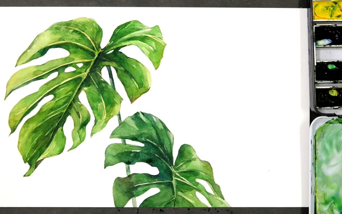 【水彩】水彩画|龟背竹