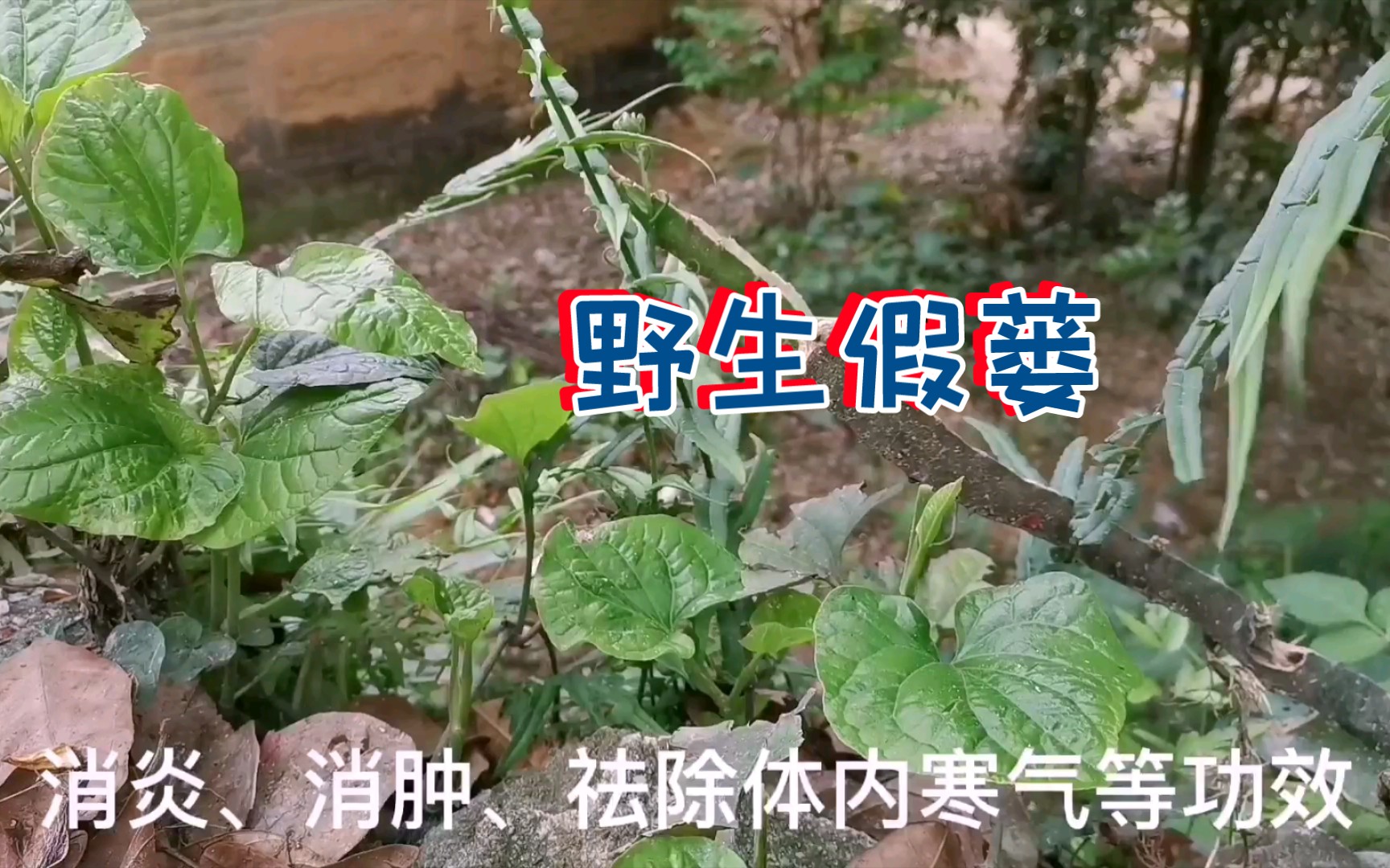 农村一种野生植物假蒌,具有祛风除寒,消肿止痛等功效,药食两用哔哩哔哩bilibili