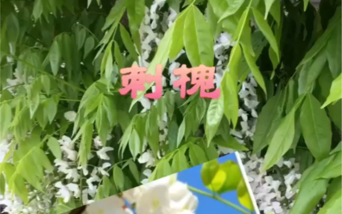 刺槐, 这花能吃你知道吗哔哩哔哩bilibili