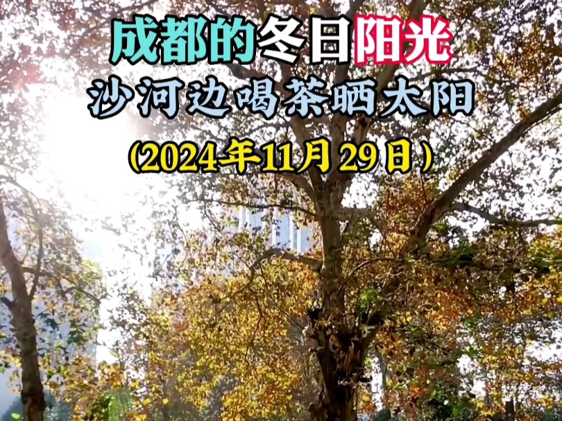 暖阳下的沙河边喝茶,看上世纪50、60年代东郊三线企业建设者们种植的梧桐树叶随风摇曳!是一种享受!哔哩哔哩bilibili