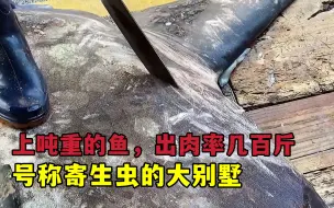 Video herunterladen: 上吨重的鱼，出肉率几百斤，号称寄生虫的大别墅