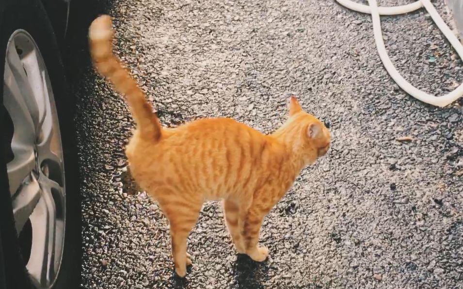 橘猫的尾巴摇摆摇摆_哔哩哔哩 (゜-゜)つロ 干杯~-bilibili