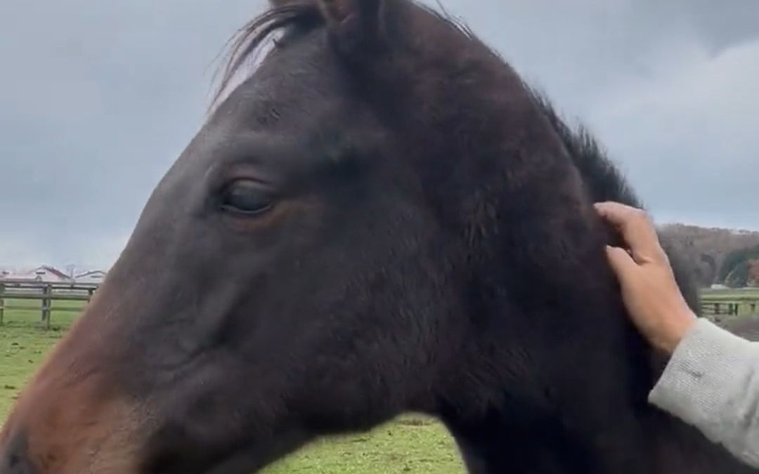喜欢挠痒痒的小马