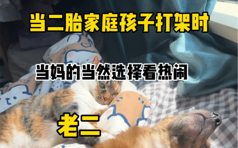 欢迎收看家庭版《猫狗大战》第一集!哔哩哔哩bilibili