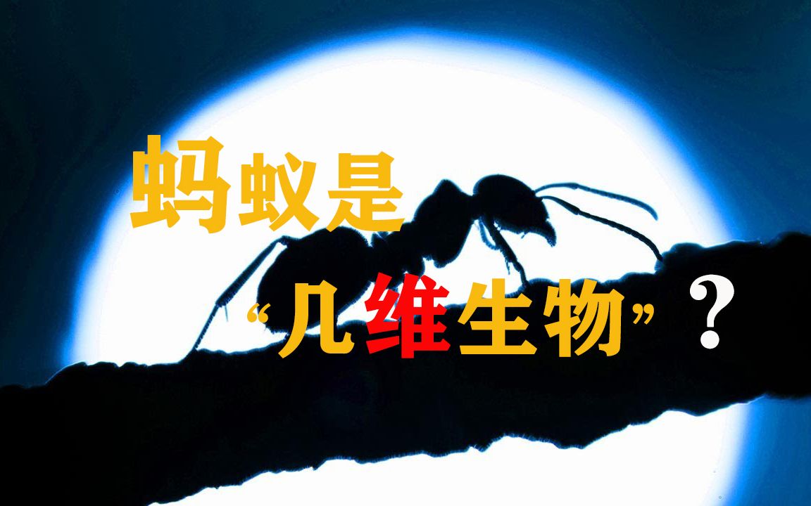 蚂蚁真的是"二维生物"吗?假如不是,那些实验证明作何解释?