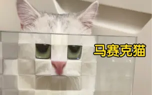 Скачать видео: 这是什么奇奇怪怪的马赛克猫？