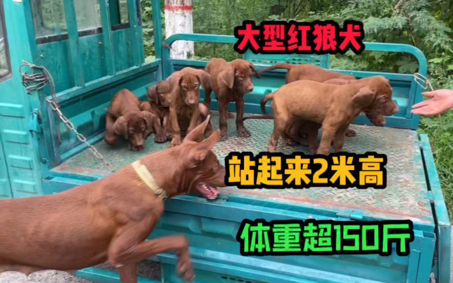 狗市发现一窝精品大型红狼犬,体重超150斤,站起来比人高哔哩哔哩bilibili