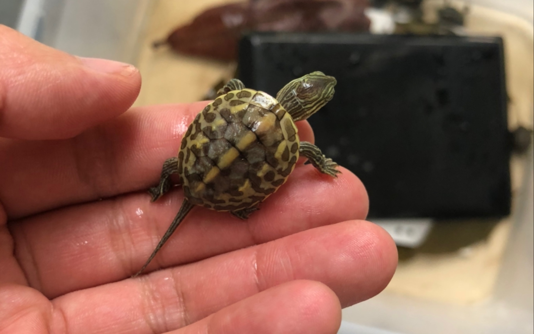 进了20个小花龟苗,准备摆地摊开金矿_哔哩哔哩_bilibili