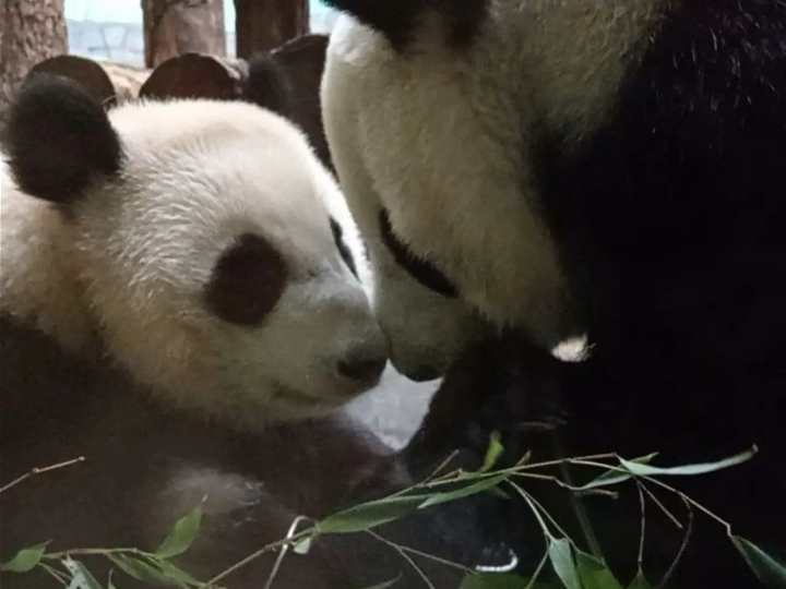 舐犊情深、稚子孺慕哔哩哔哩bilibili