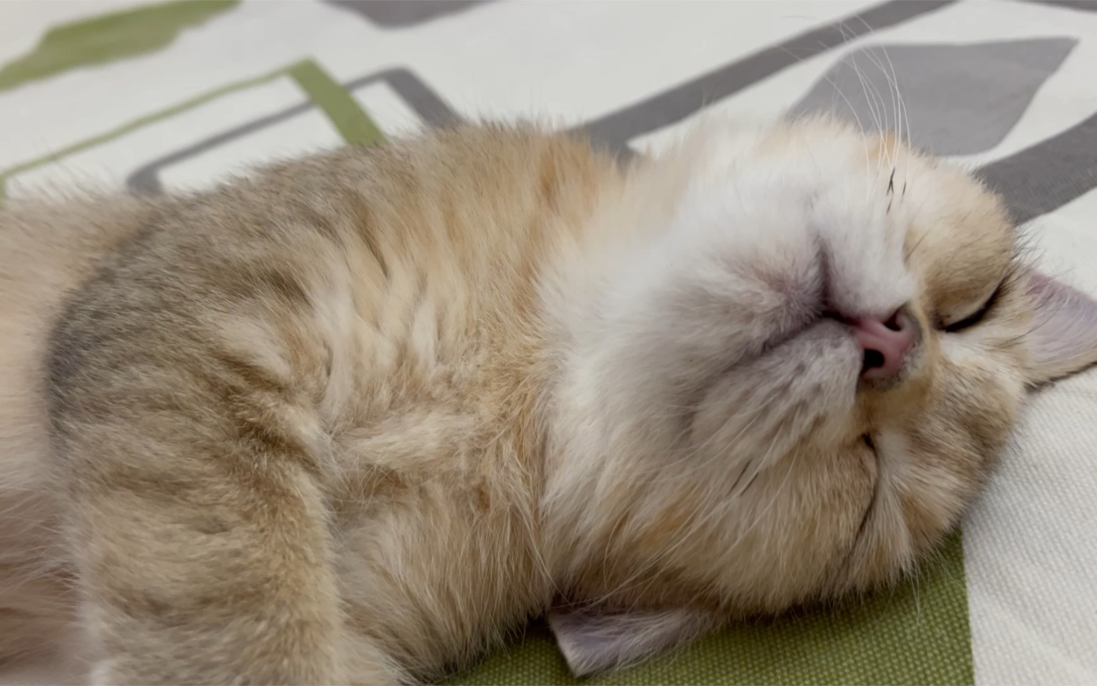 调大音量,小猫咪呼呼大睡啦
