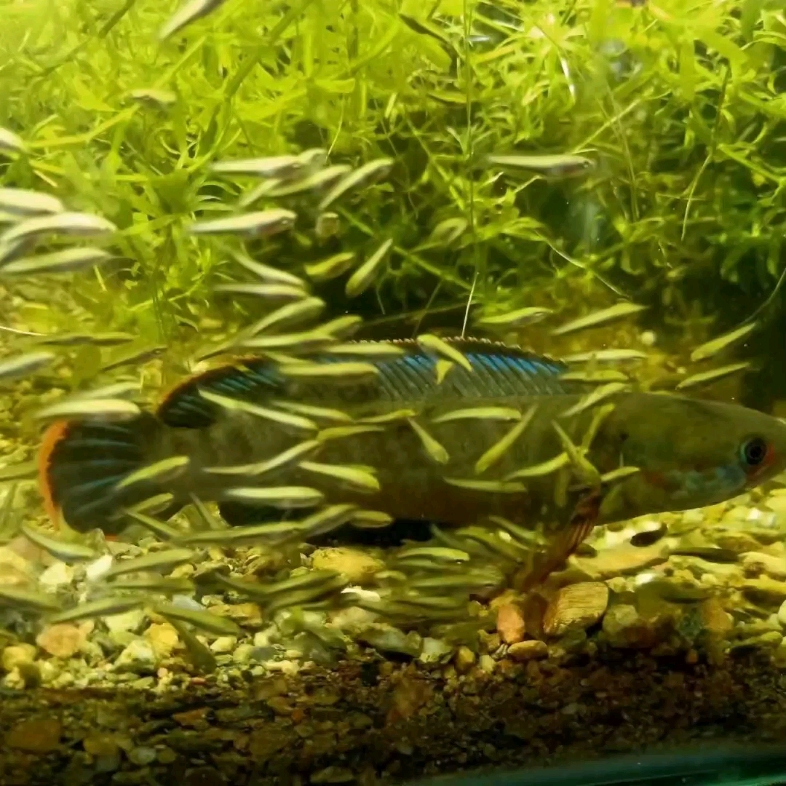 酒红雷龙苗,一条9.