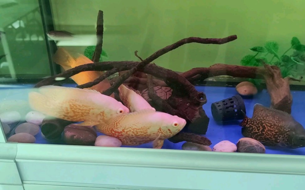 新入的鱼趴缸中…这鱼竟然和龟同名?