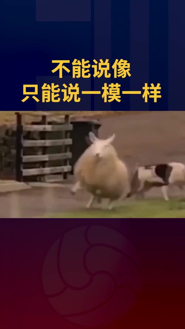 你知道梅西和山羊的共同点是什么吗?他们的英文名字都是GOAT哔哩哔哩bilibili