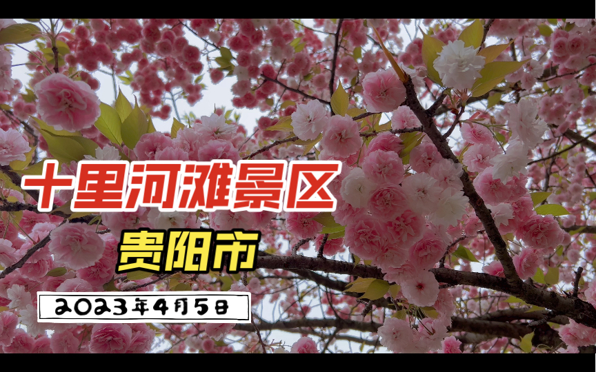 2023年4月5日(清明) 贵阳市花溪区花溪国家城市湿地公园十里河滩景区哔哩哔哩bilibili