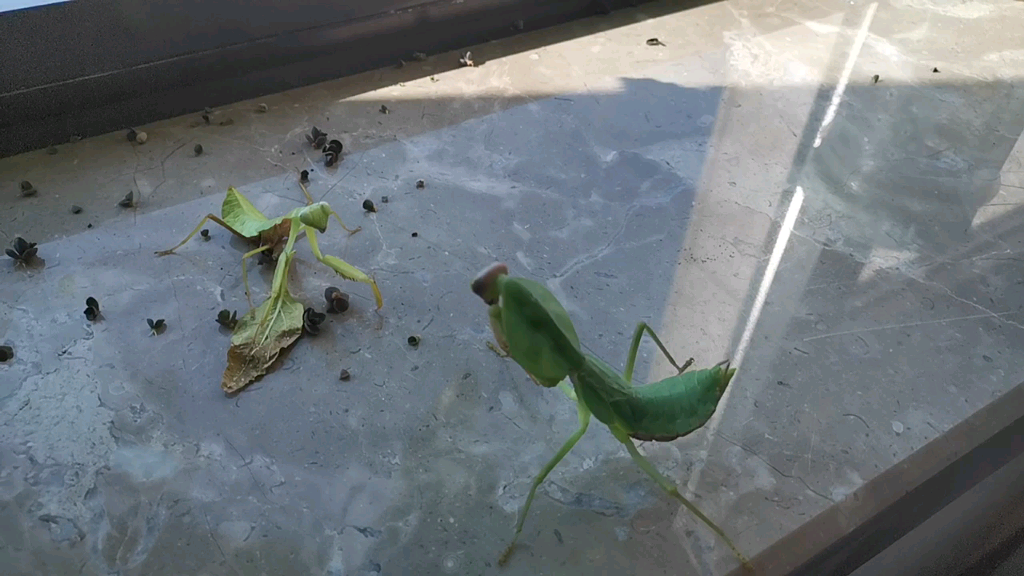 宽胸菱背螳收割蜕残墨盖拉菱背螳