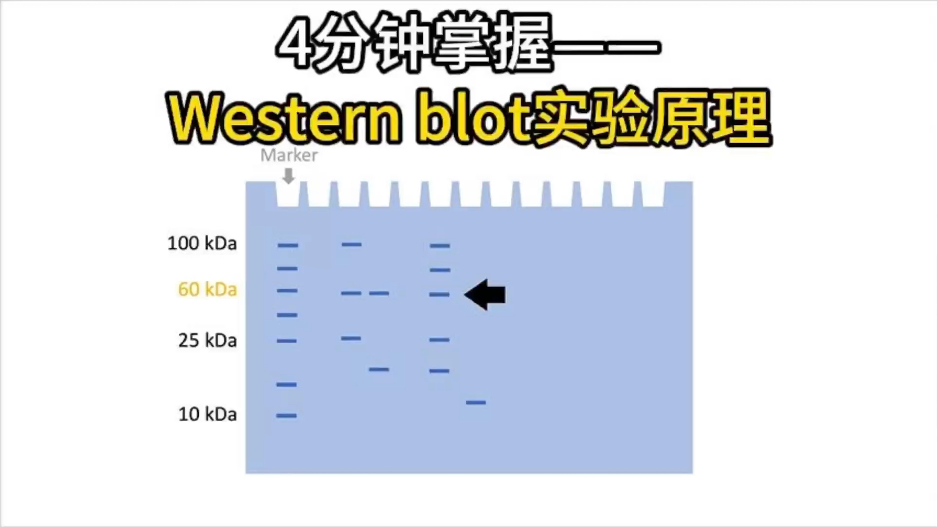 4分钟掌握Western blot实验原理哔哩哔哩bilibili