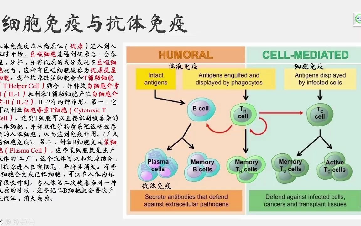 新冠杂谈  什么是细胞免疫,什么是抗体免疫?灭活疫苗的缺陷哔哩哔哩bilibili