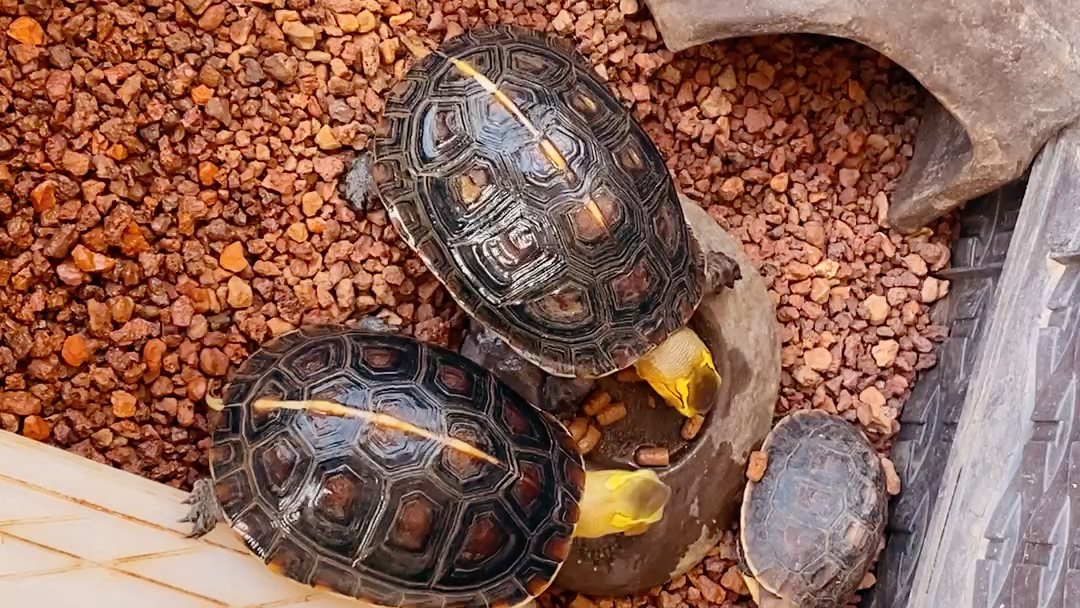 [图]三天没喂饿成狗的小黄缘，天气热了可以天天炫饭了。