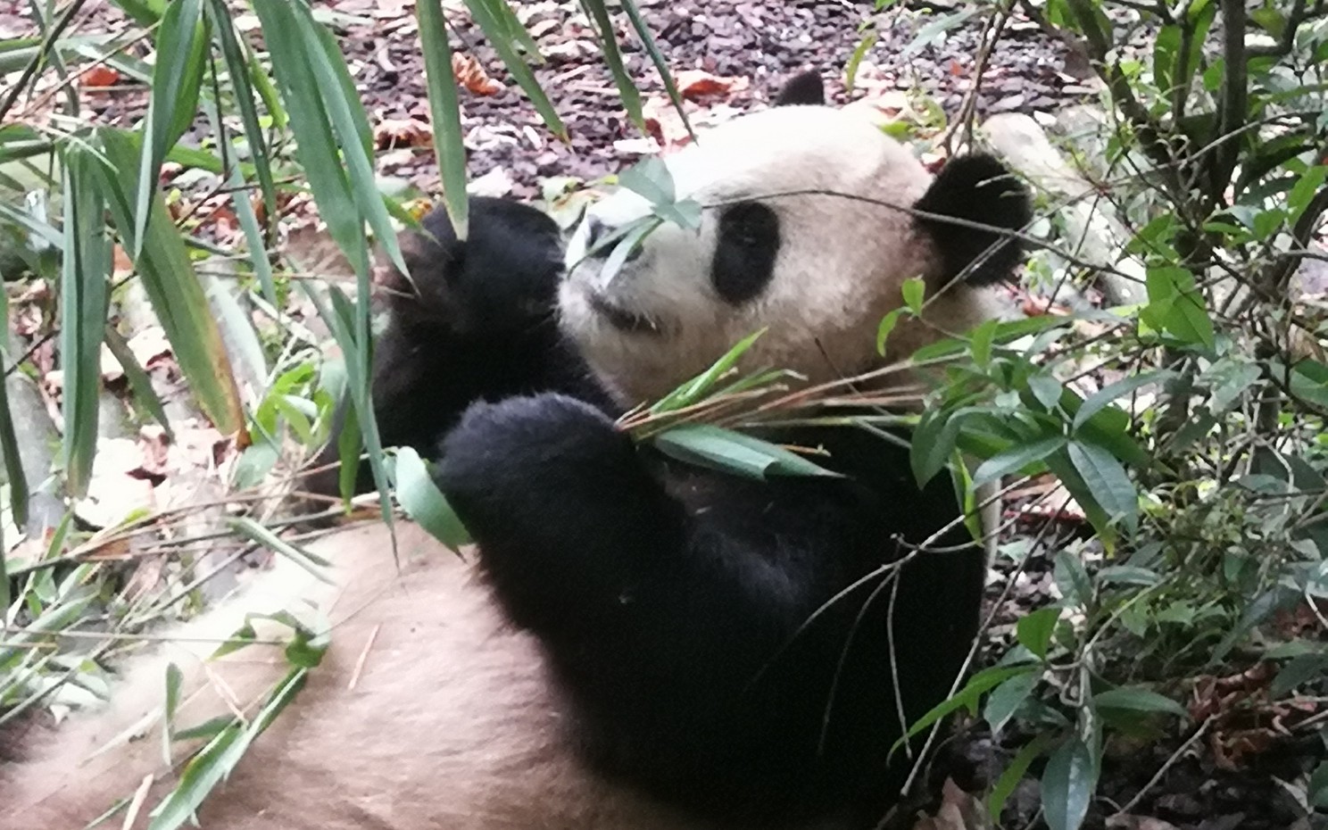 [图]大熊猫和小熊猫有多可爱呢？