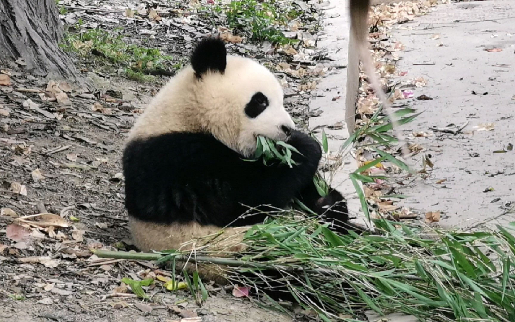 活动作品大熊猫春生小小年纪就这么会吃竹子太乖啦