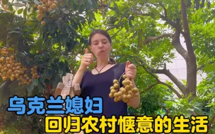 Video herunterladen: 龙眼熟了！乌克兰媳妇回归农村惬意的生活，阿美英又去赶海