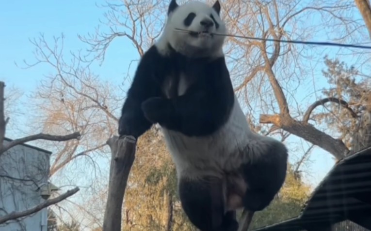 大熊猫萌兰 1.28么么打包竹子上一字马,每天都是新花样啊,帅气么么.