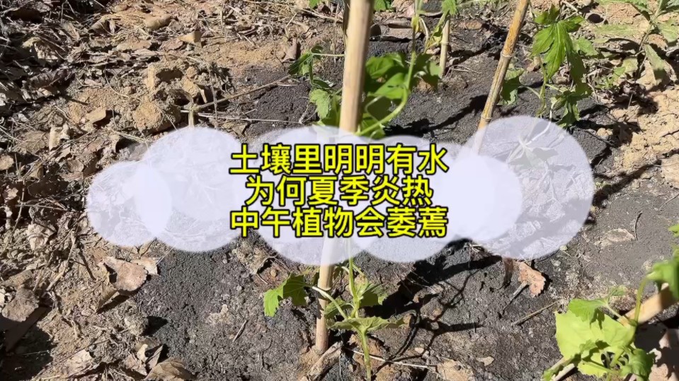 土壤不缺水为何夏季炎热中午时植物还会萎蔫哔哩哔哩bilibili