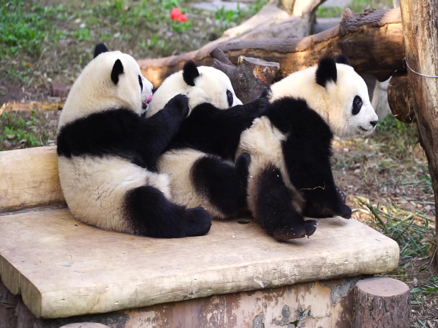 【重庆动物园】渝宝防住了土匪贝,良月小姑姑一直在瞟-2017.12.19