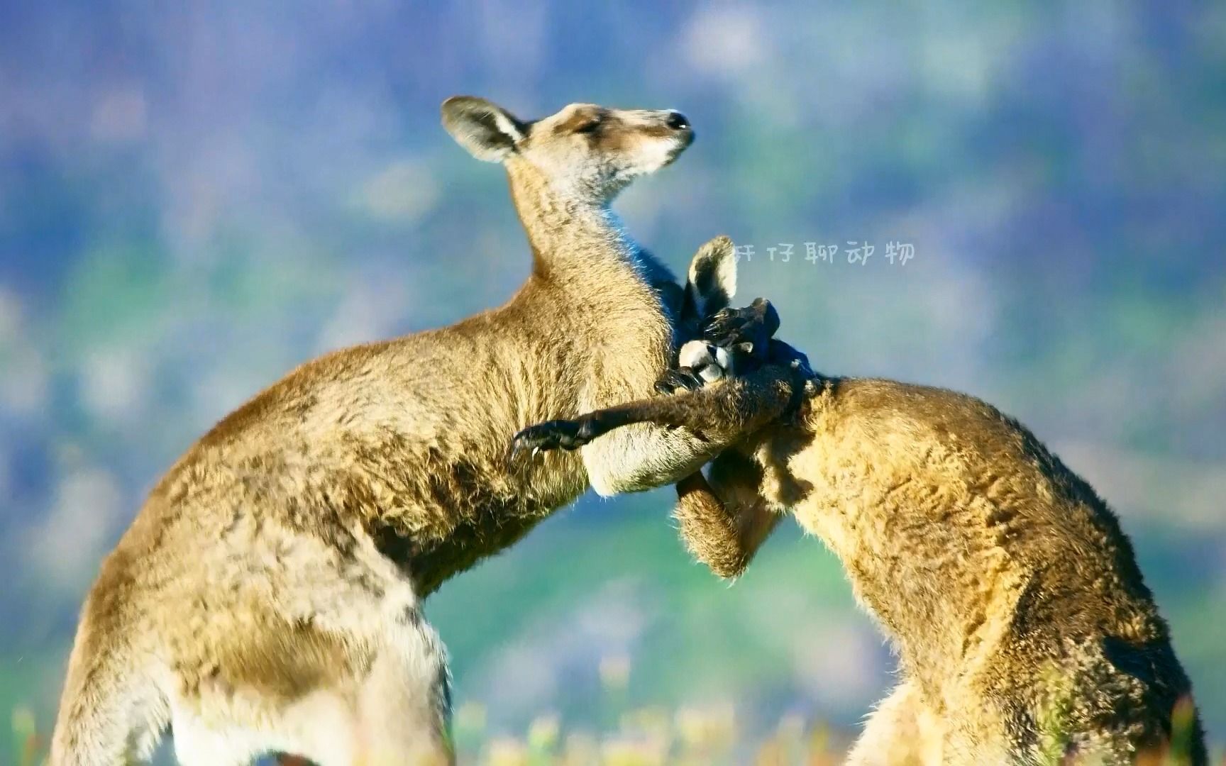 动物们的奇特求偶过程比人类的精彩许多