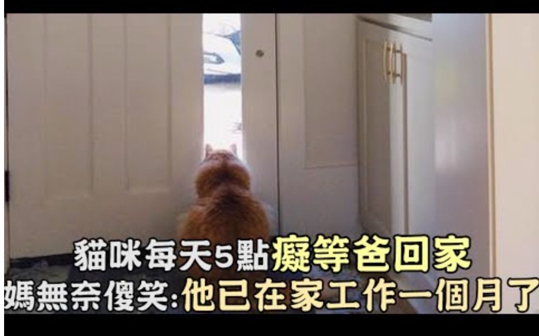 猫咪每天5点痴等爸回家,妈无奈傻笑:他已在家工作一个月了...哔哩哔哩bilibili