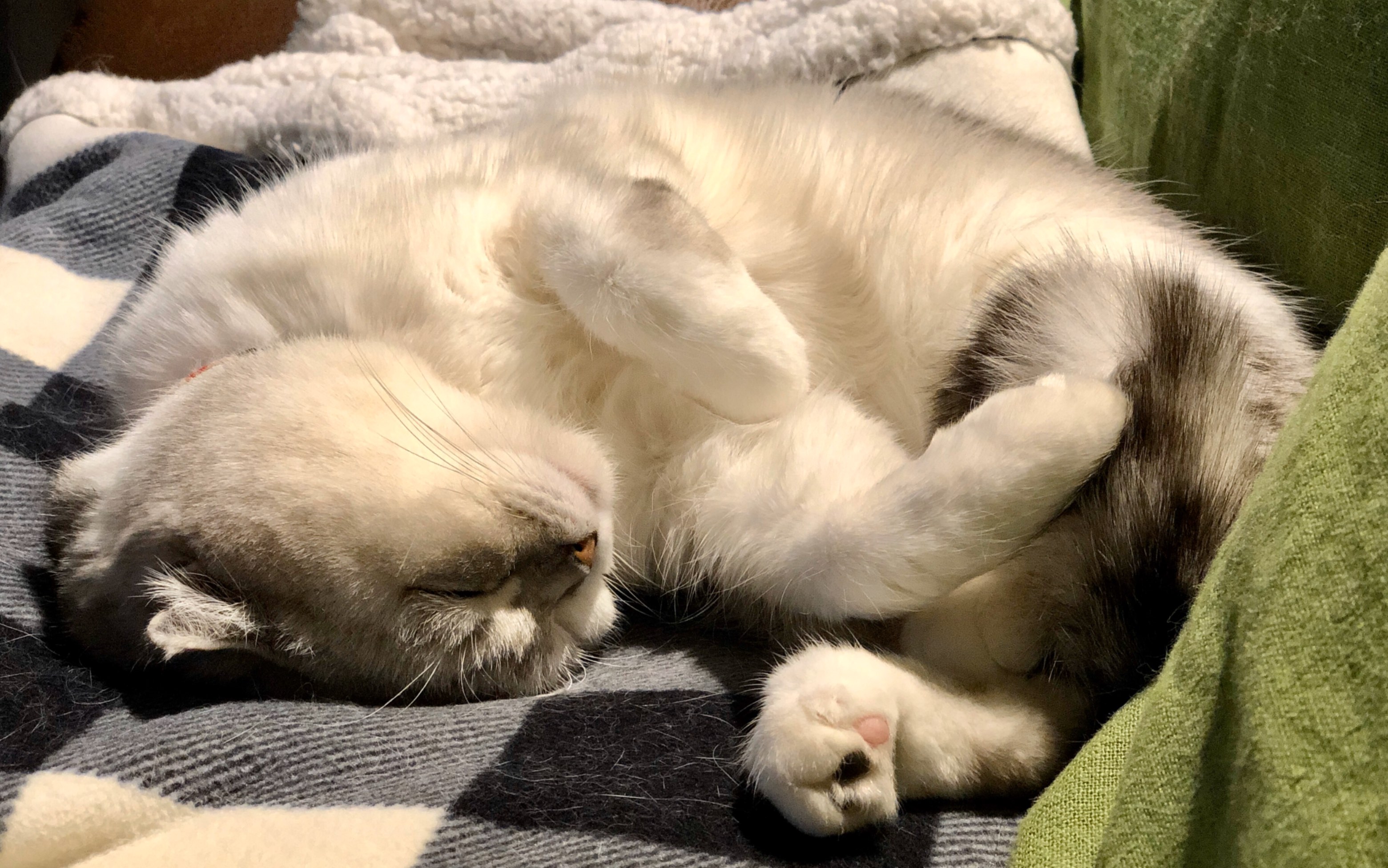 撸撸软糯的小猫咪,安安静静地哄它睡觉