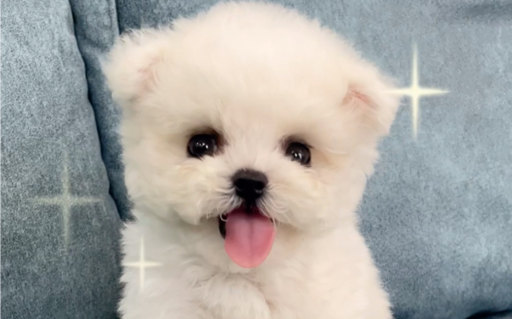 治愈系的笑容,韩系超小体比熊来咯,五官精致,性格乖巧又粘人!