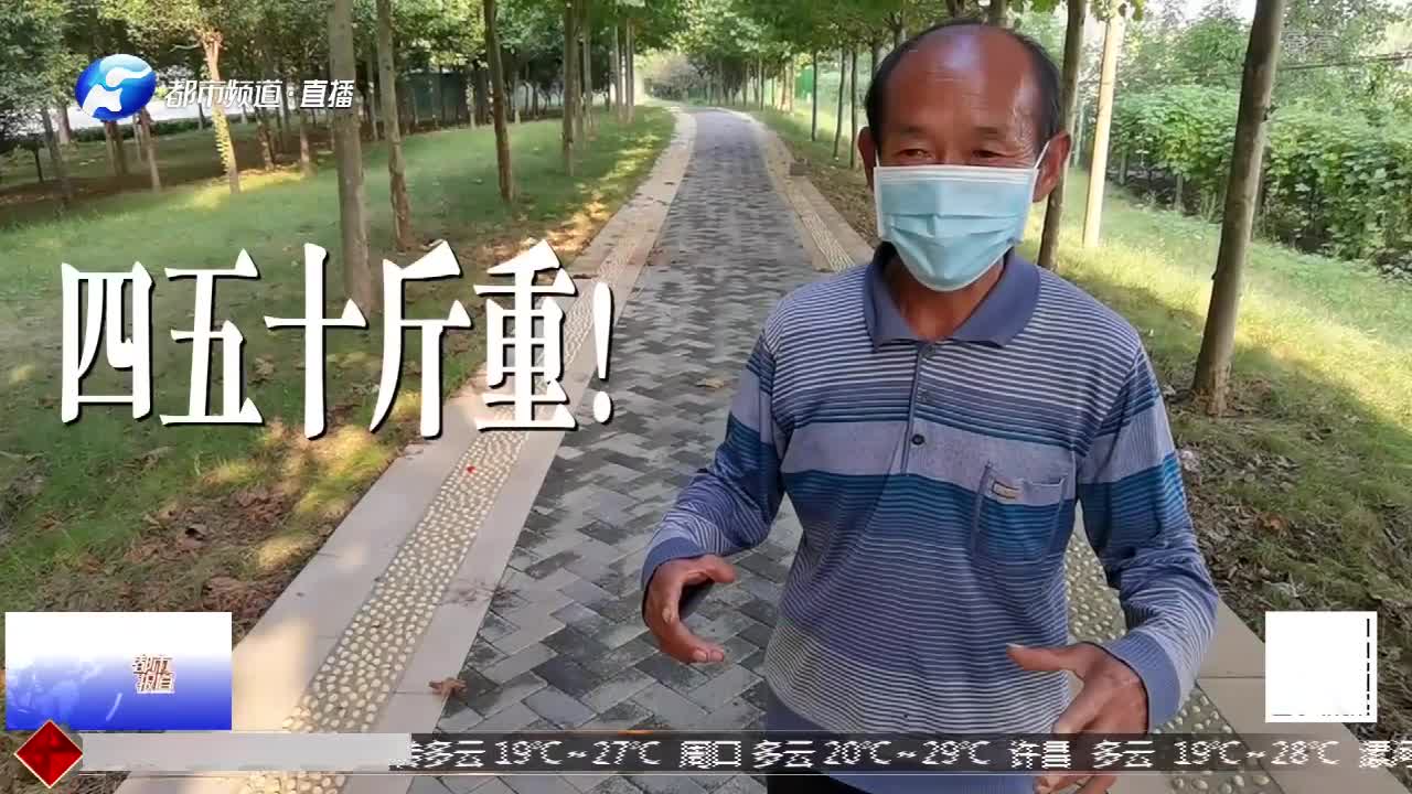 郑州:绿化带捡“宝贝”,一查二级保护动物,急送动物保护部门哔哩哔哩bilibili