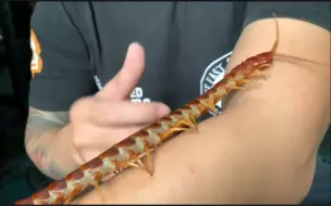 VietNam Reptiles_Rết Khổng lồ- Giant Centipede Phần cuối