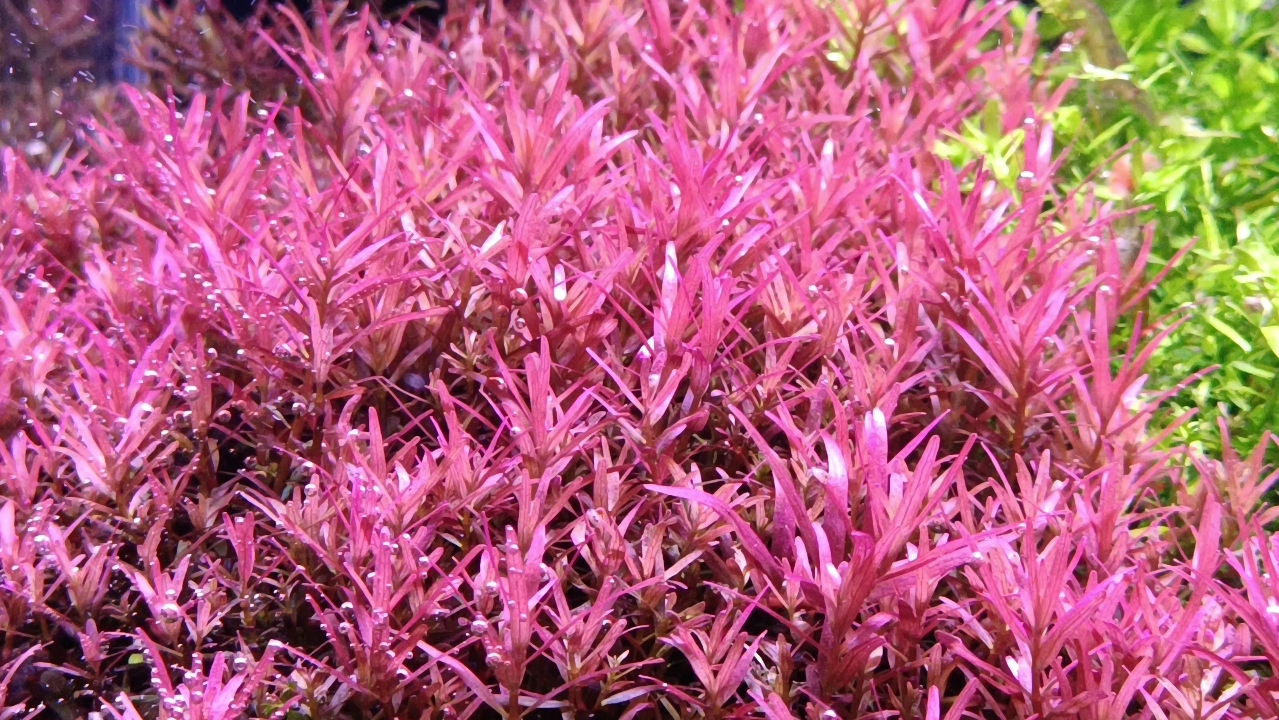 六个月的小草缸