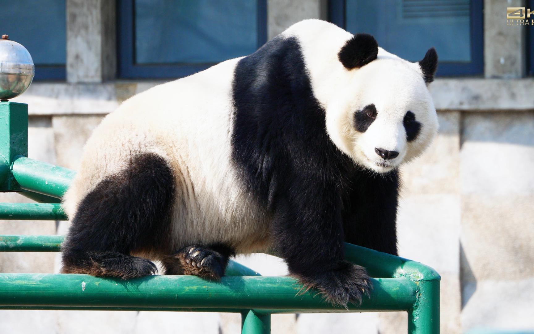 【大熊猫喜乐】每逢佳节胖三十斤?气呼呼地转头扭过身去