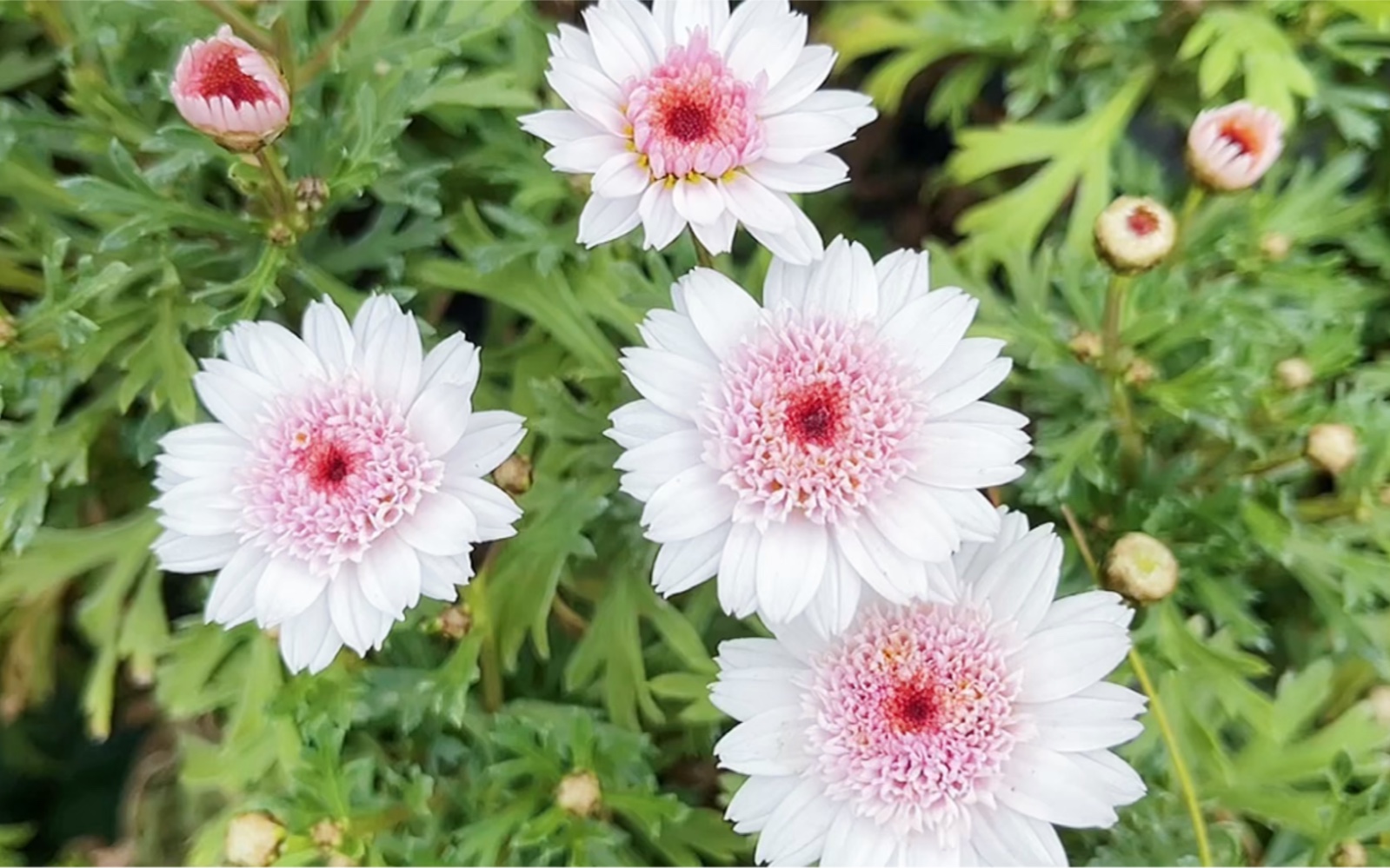 玛格丽特-香草草莓,白色小雏菊,真漂亮!