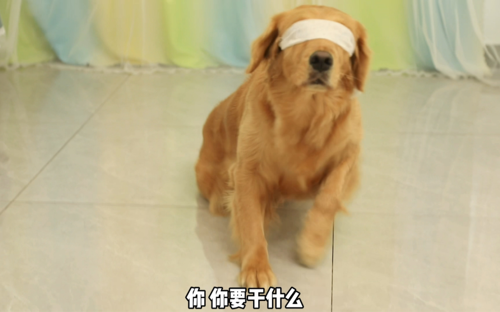 盲犬奶茶哔哩哔哩bilibili