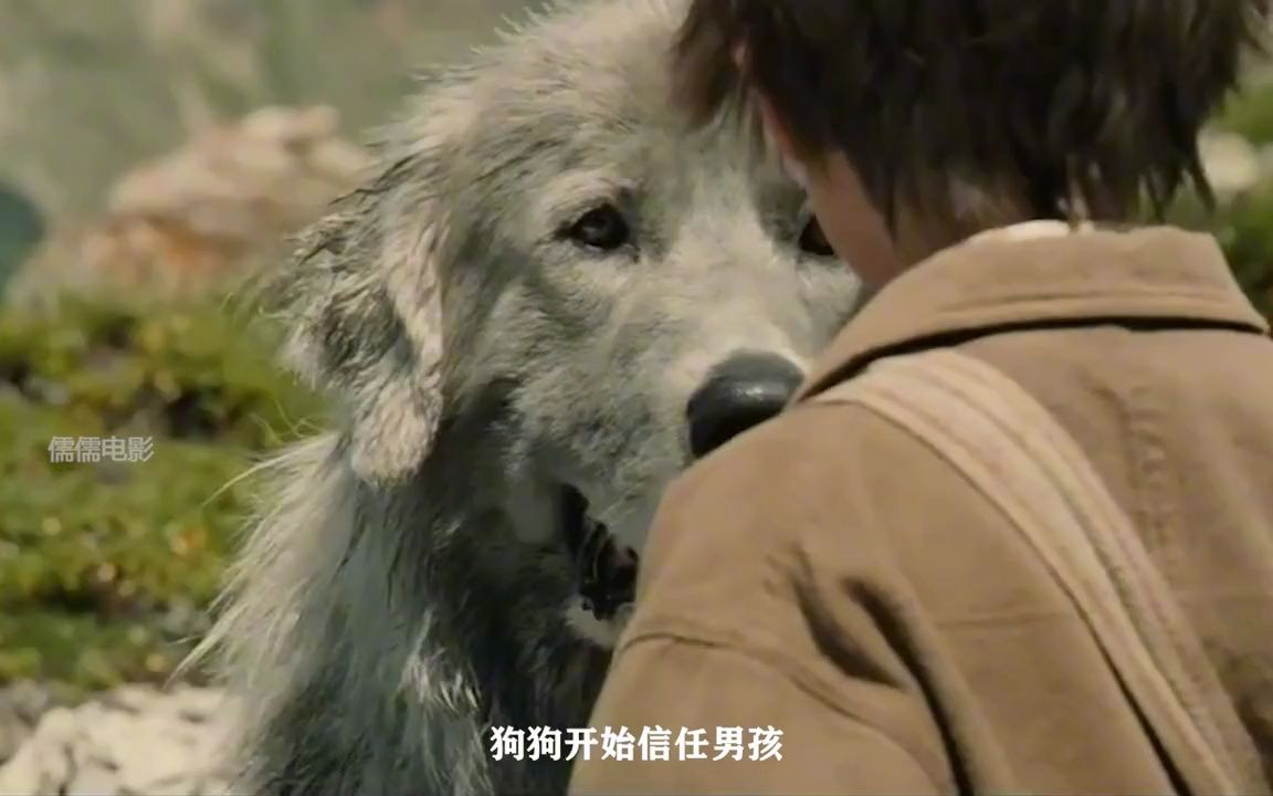 靈犬雪莉①:小正太遇上大白狗,故事開始了