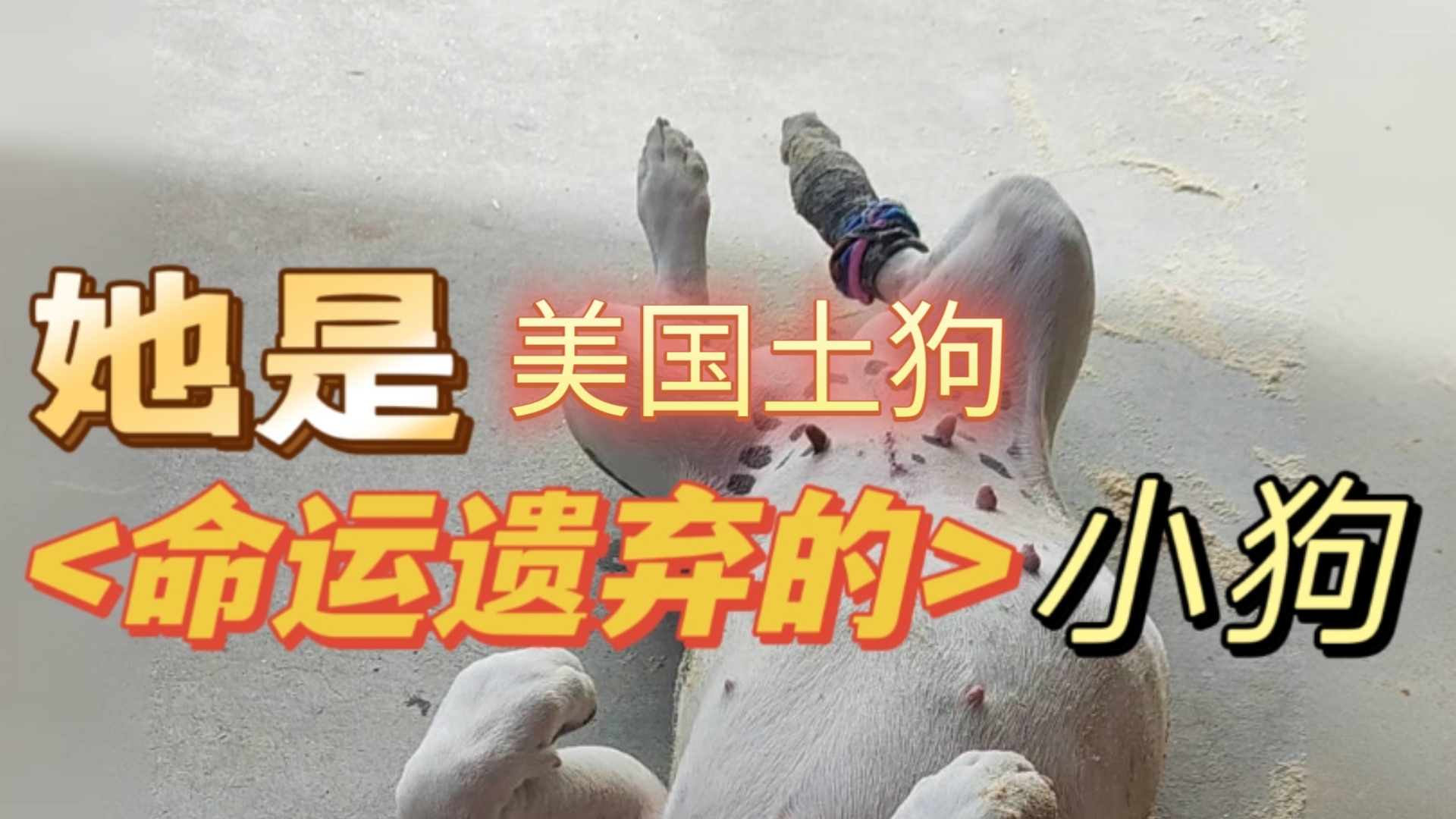 美国土狗 绝育后瘫痪了