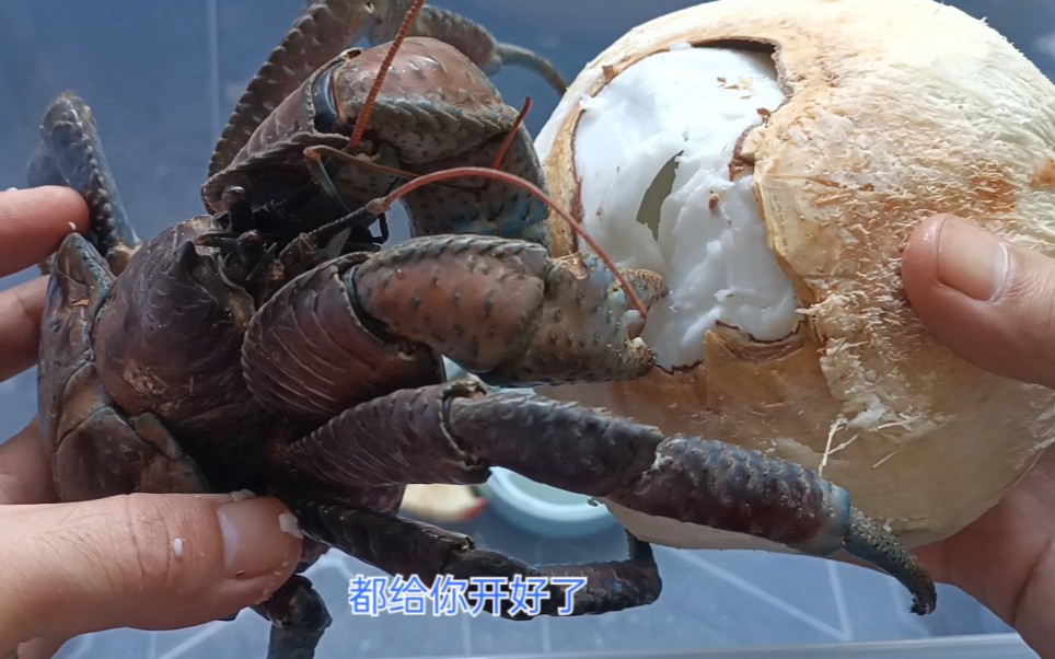 560买的椰子蟹打不开椰子,小伙给打开看看它吃椰子吗?