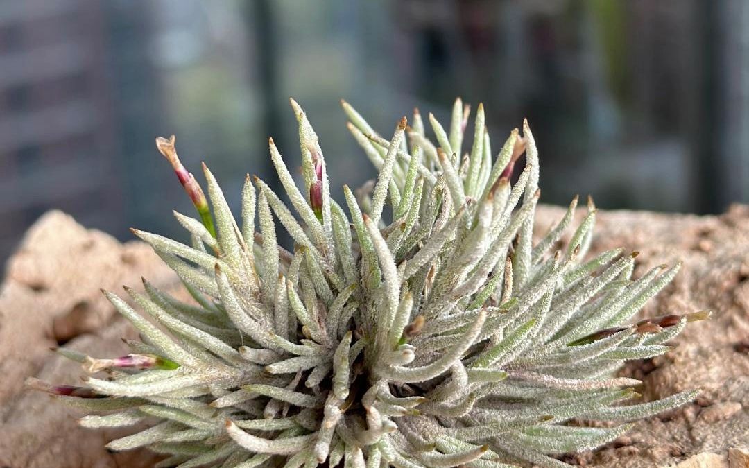 一生只开一次花,空气凤梨系列——皮卡(平平无奇的小黄花,却拥有沁人