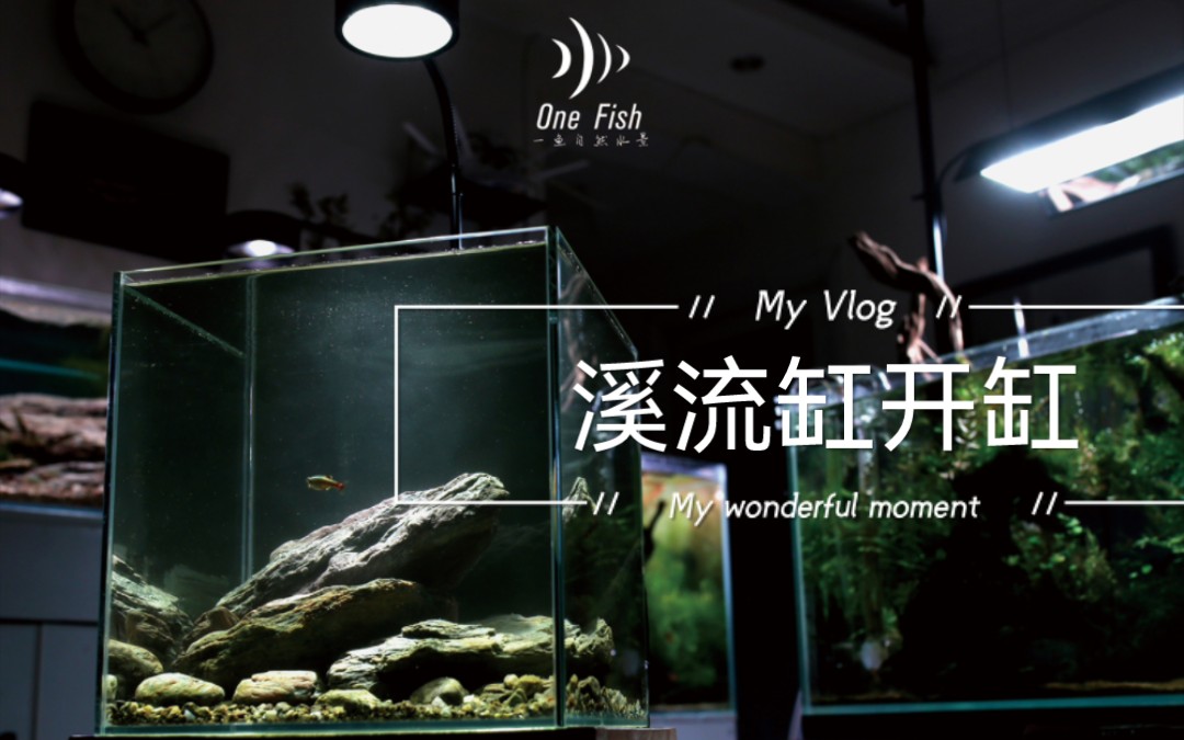 原生态鱼缸造景溪流缸开缸保姆机教程来啦