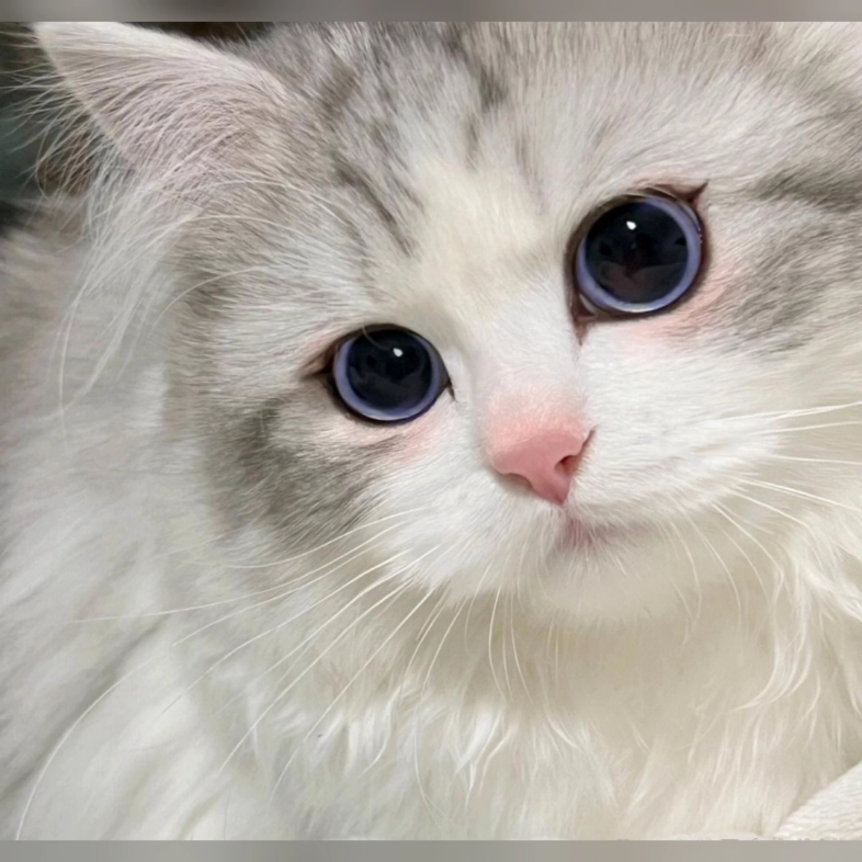 自带眼线的猫咪,好漂亮啊(* 620108086562010808)