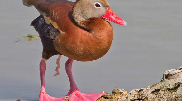 鸟类的小丁丁长这样!