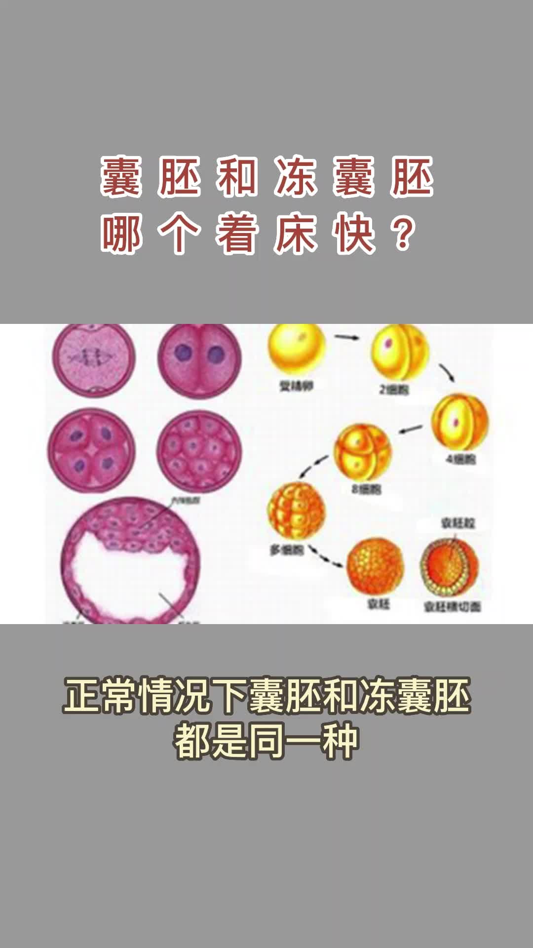 冻胚着床详细过程图片